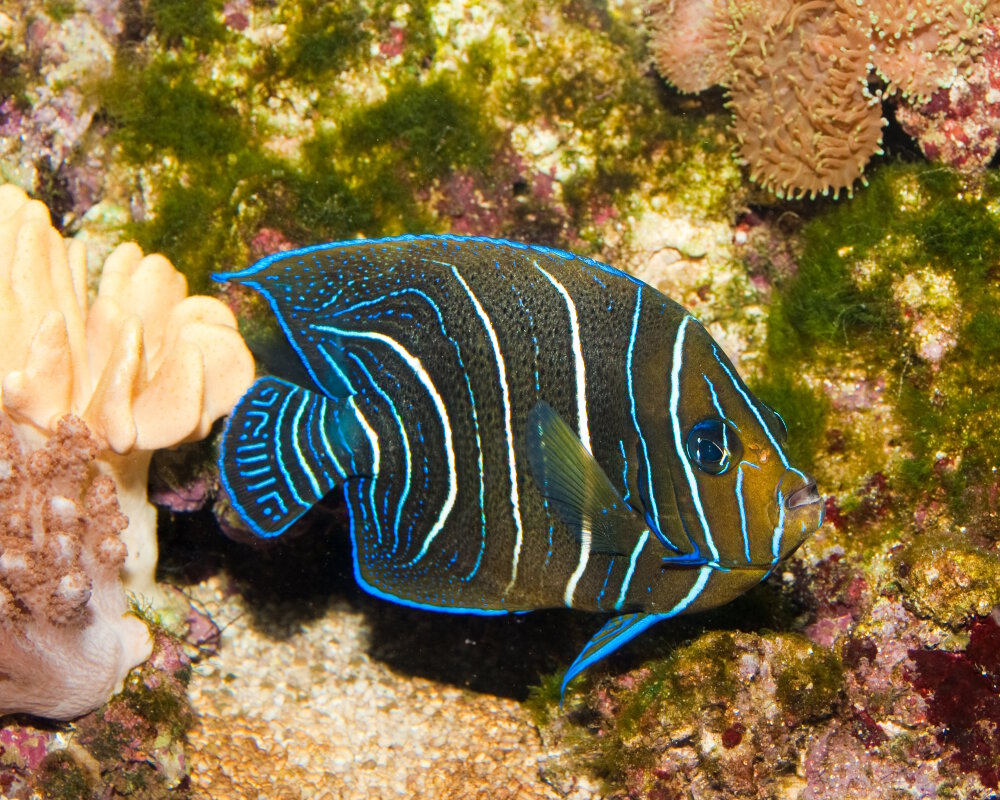 Le poisson ange à demi-cercles juvénile (Pomacanthus semicirculatus)