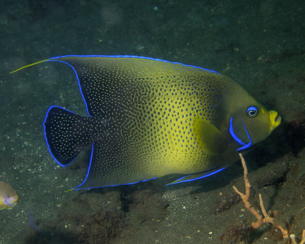 Le poisson ange à demi-cercles (Pomacanthus semicirculatus)