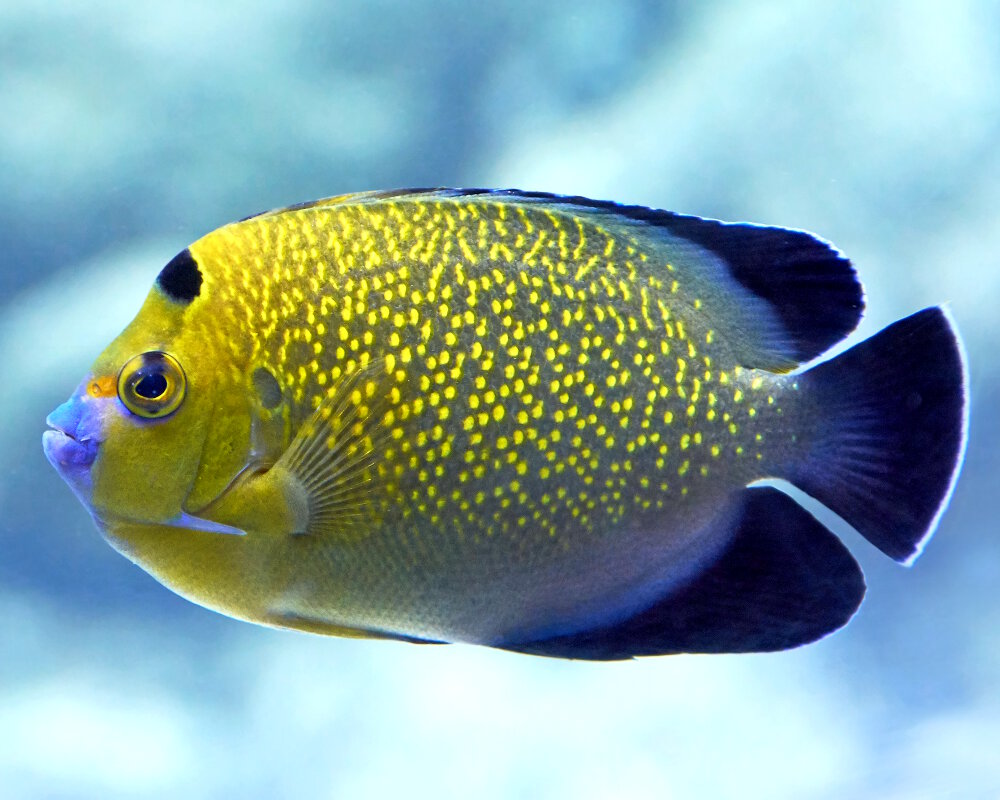 Le poisson ange à pois dorés (Apolemichthys xanthopunctatus)