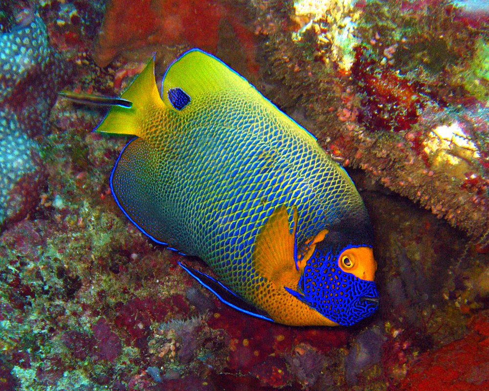 Le poisson ange à tête bleue (Pomacanthus xanthometopon)