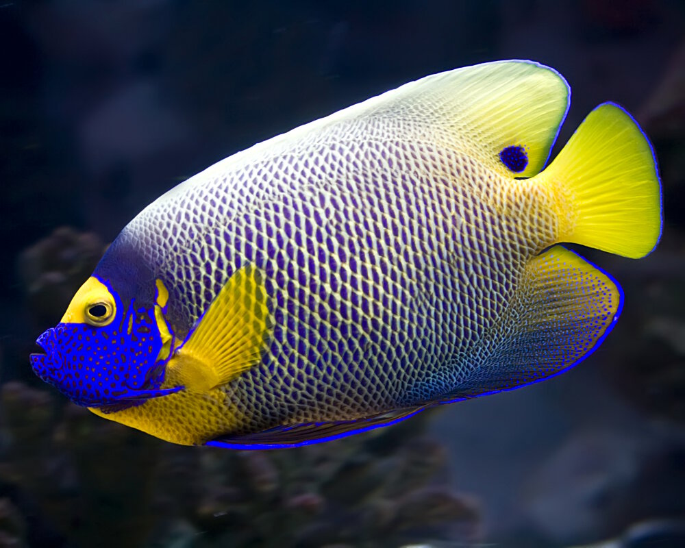 Le poisson ange à tête bleue (Pomacanthus xanthometopon)