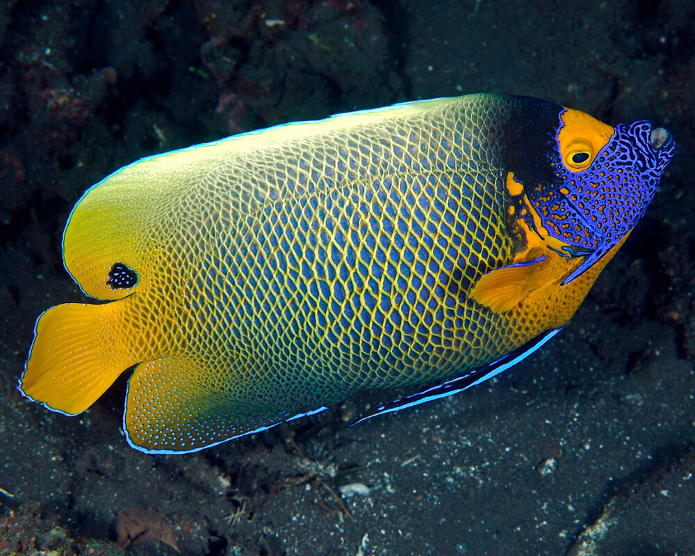 Le poisson ange à tête bleue (Pomacanthus xanthometopon)