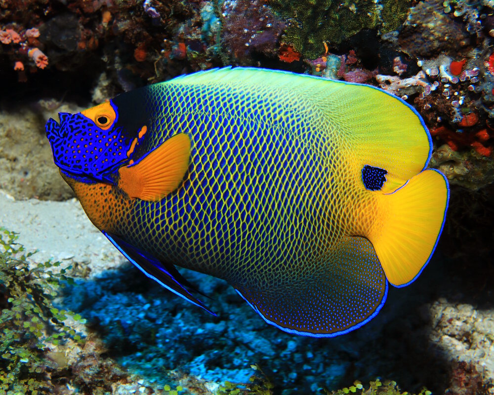 Le poisson ange à tête bleue (Pomacanthus xanthometopon)