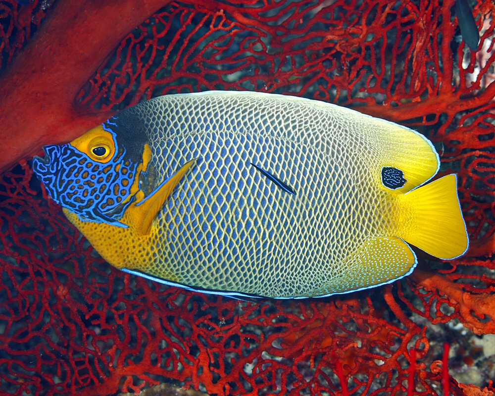 Le poisson ange à tête bleue (Pomacanthus xanthometopon)