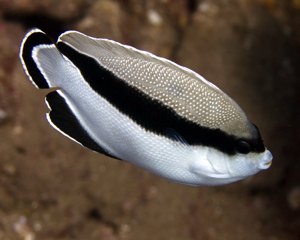 Le poisson ange arqué (Apolemichthys arcuatus)