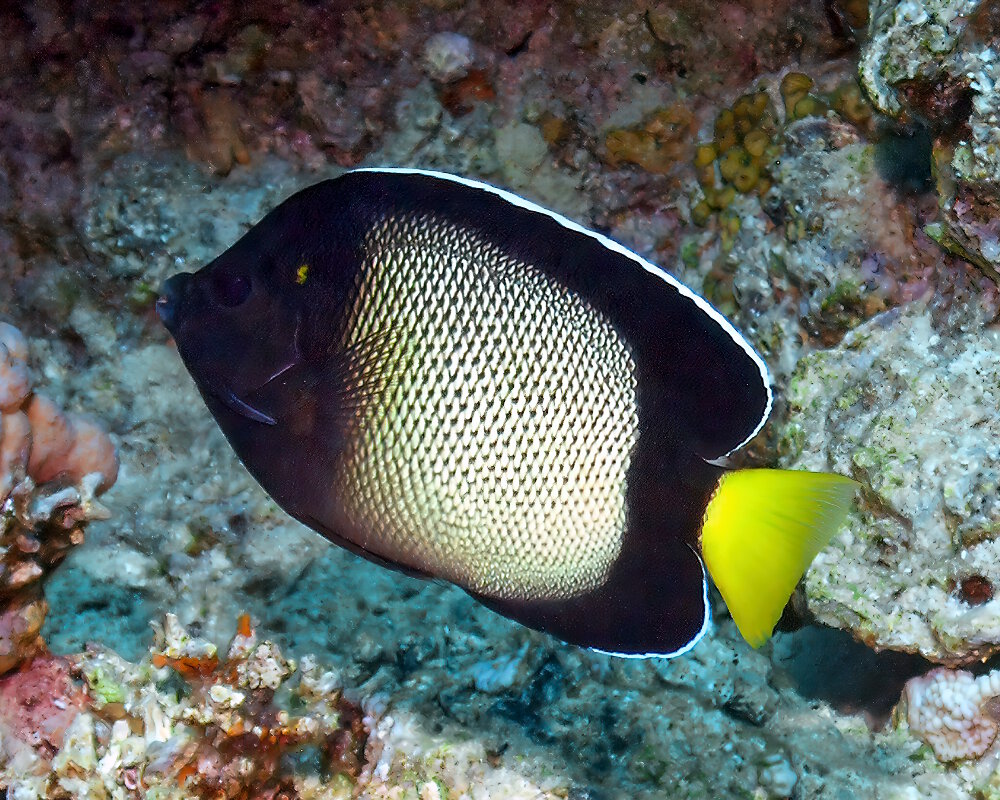 Le poisson ange de Mer Rouge (Apolemichthys xanthotis)