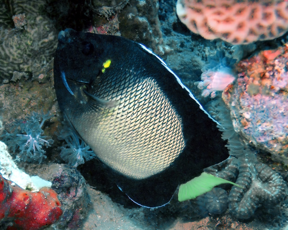 Le poisson ange de Mer Rouge (Apolemichthys xanthotis)