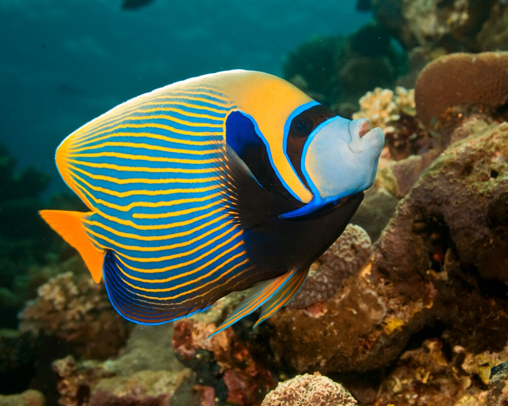 Le poisson ange empereur (Pomacanthus imperator)