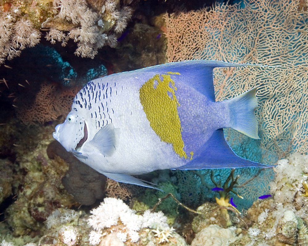 Le poisson ange géographe (Pomacanthus maculosus)