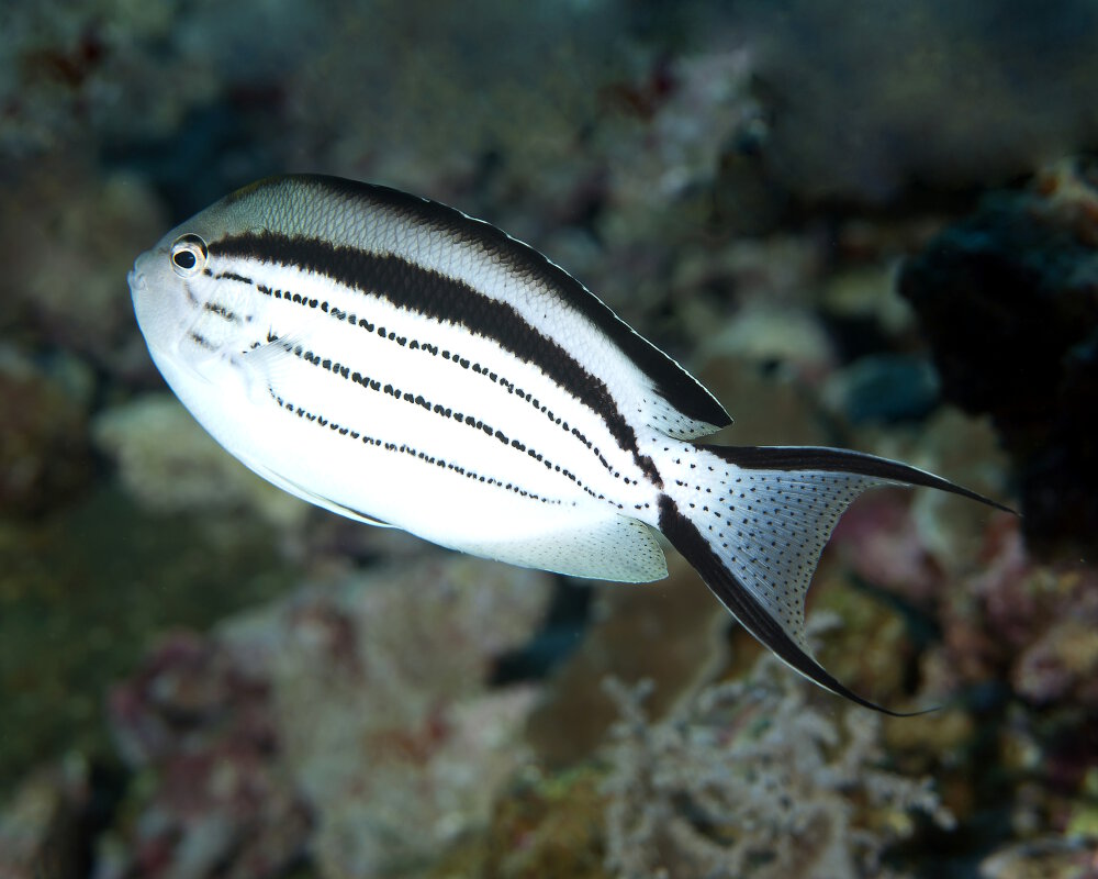 Le poisson ange lyre de Lamarck (Genicanthus lamarck)