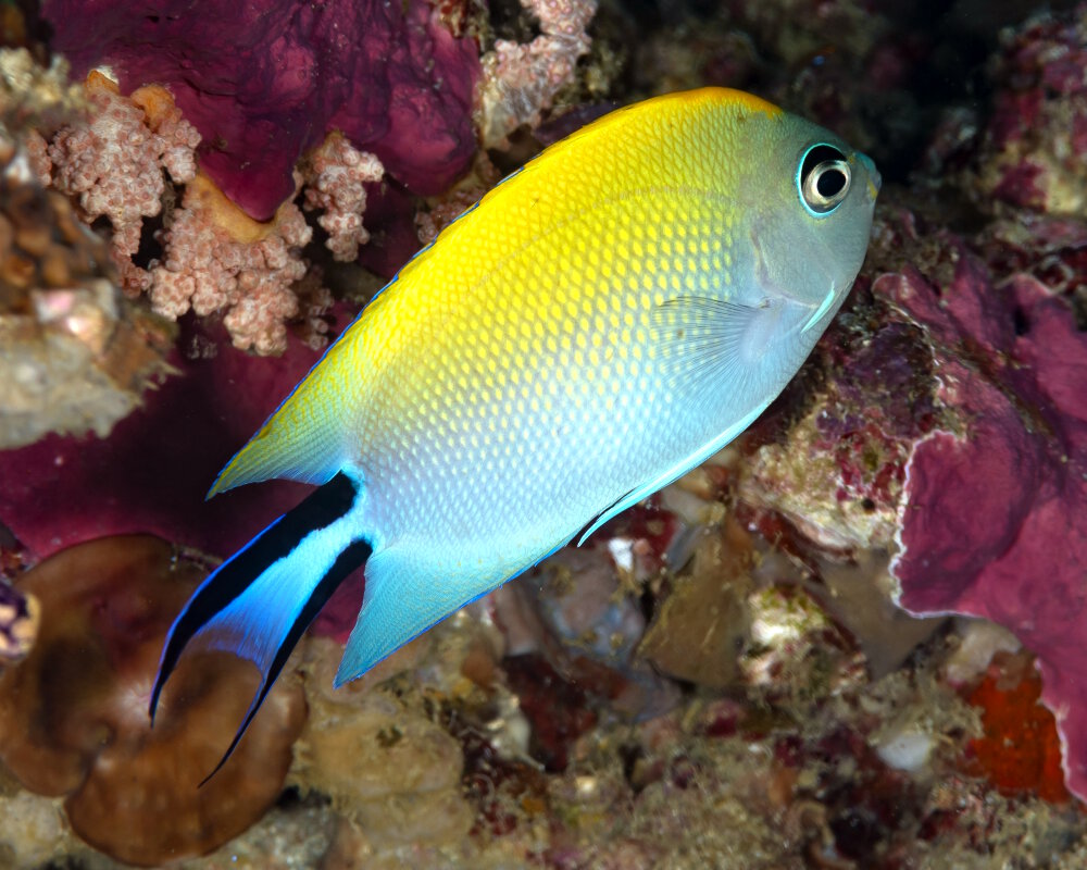 Le poisson ange lyre zébré du Pacifique (Genicanthus melanospilos)