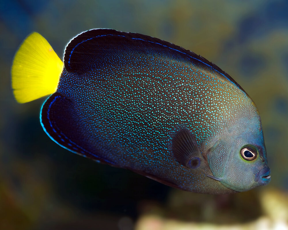 Le poisson ange moucheté de bleu (Chaetodontoplus caeruleopunctatus) Le poisson ange moucheté de bleu (Chaetodontoplus caeruleopunctatus)
