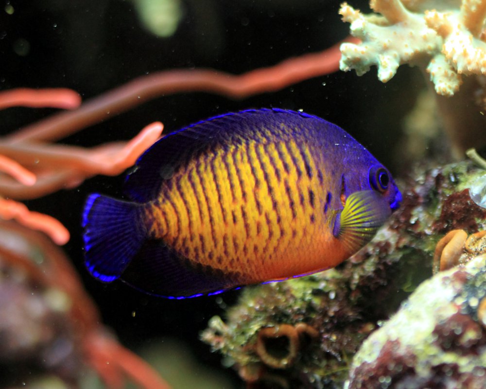 Le poisson ange nain à deux épines (Centropyge bispinosa)