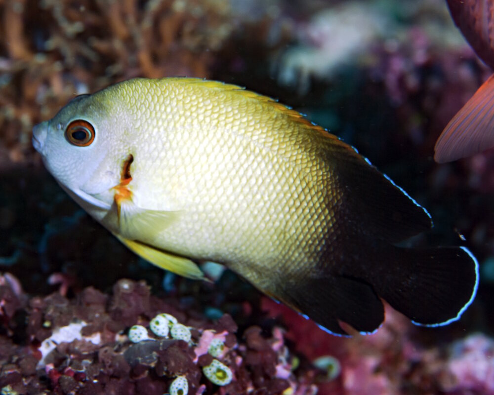 Le poisson ange nain à écailles perlées (Centropyge vrolikii)