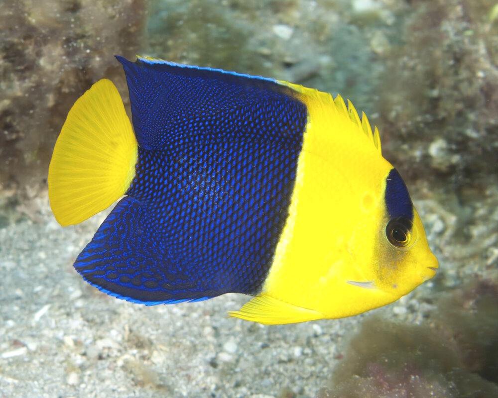 The bicolor angelfish (Centropyge bicolor)