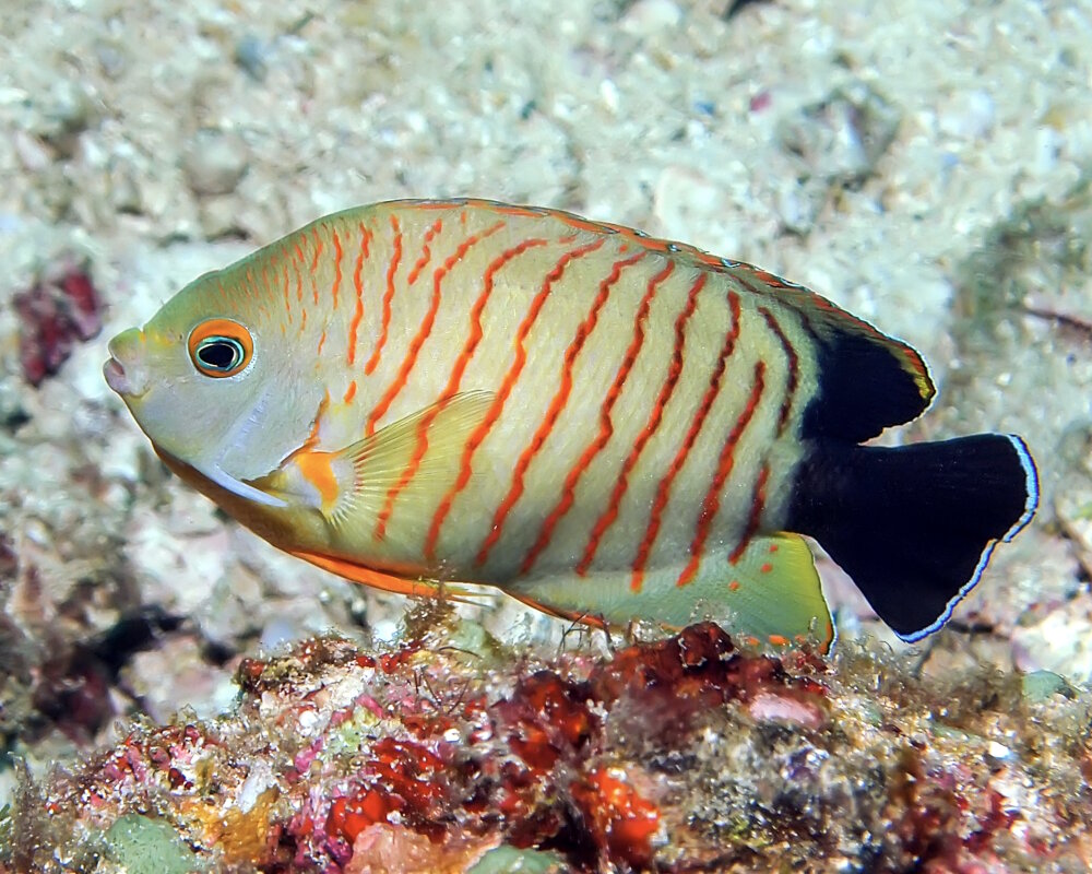 The blacktail angelfish (Centropyge eibli)