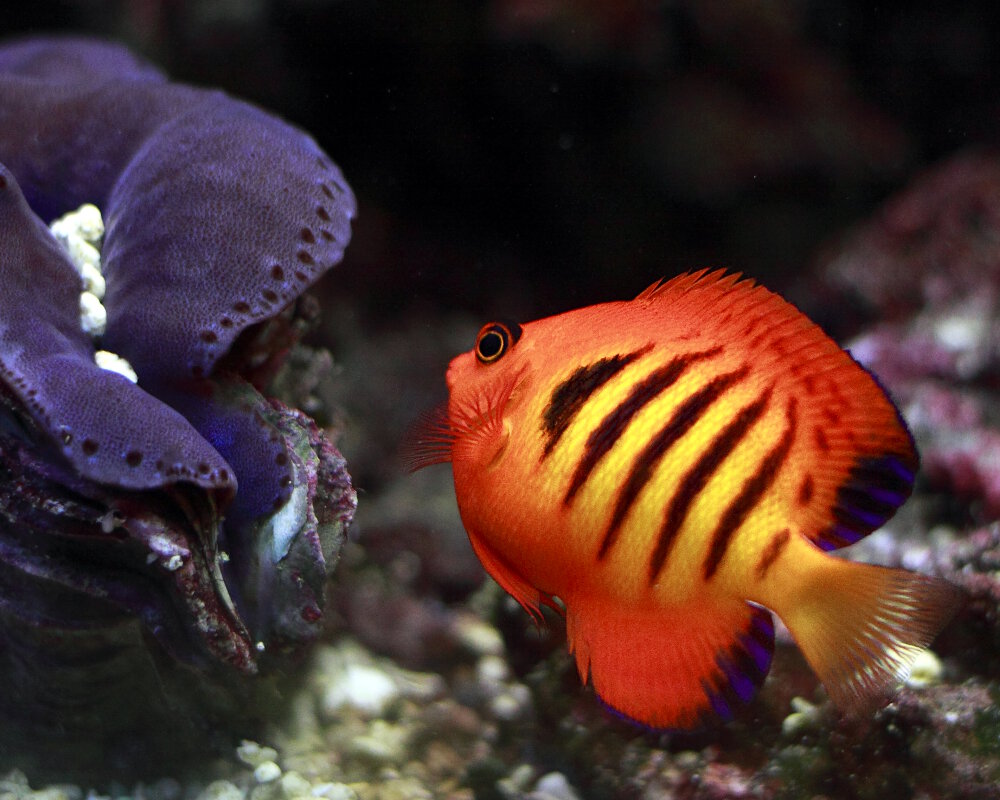 Le poisson ange nain flamme (Centropyge loriculus)