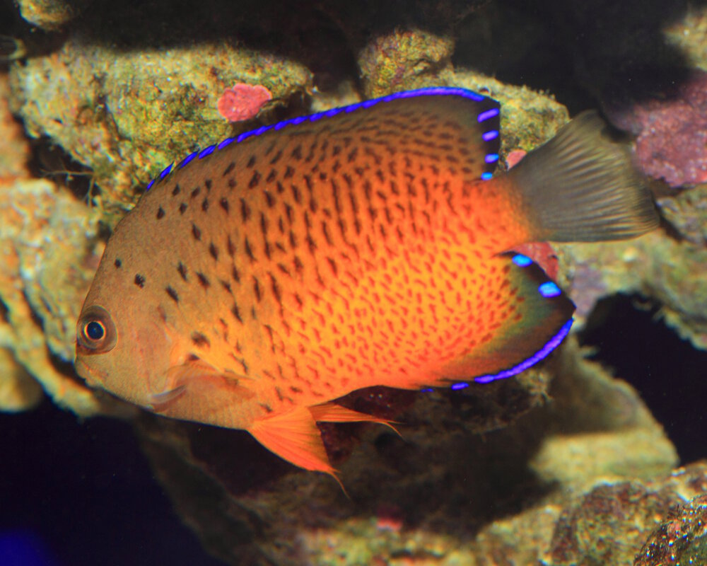 Le poisson ange nain rouille (Centropyge ferrugata)