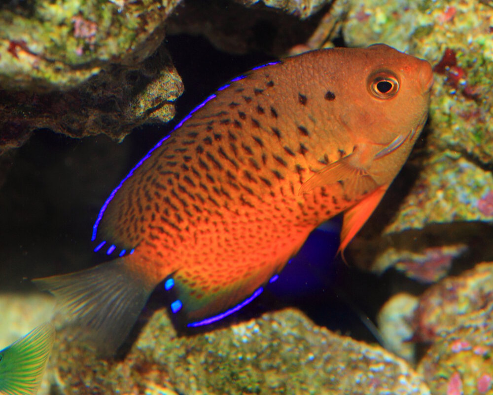 Le poisson ange nain rouille (Centropyge ferrugata)