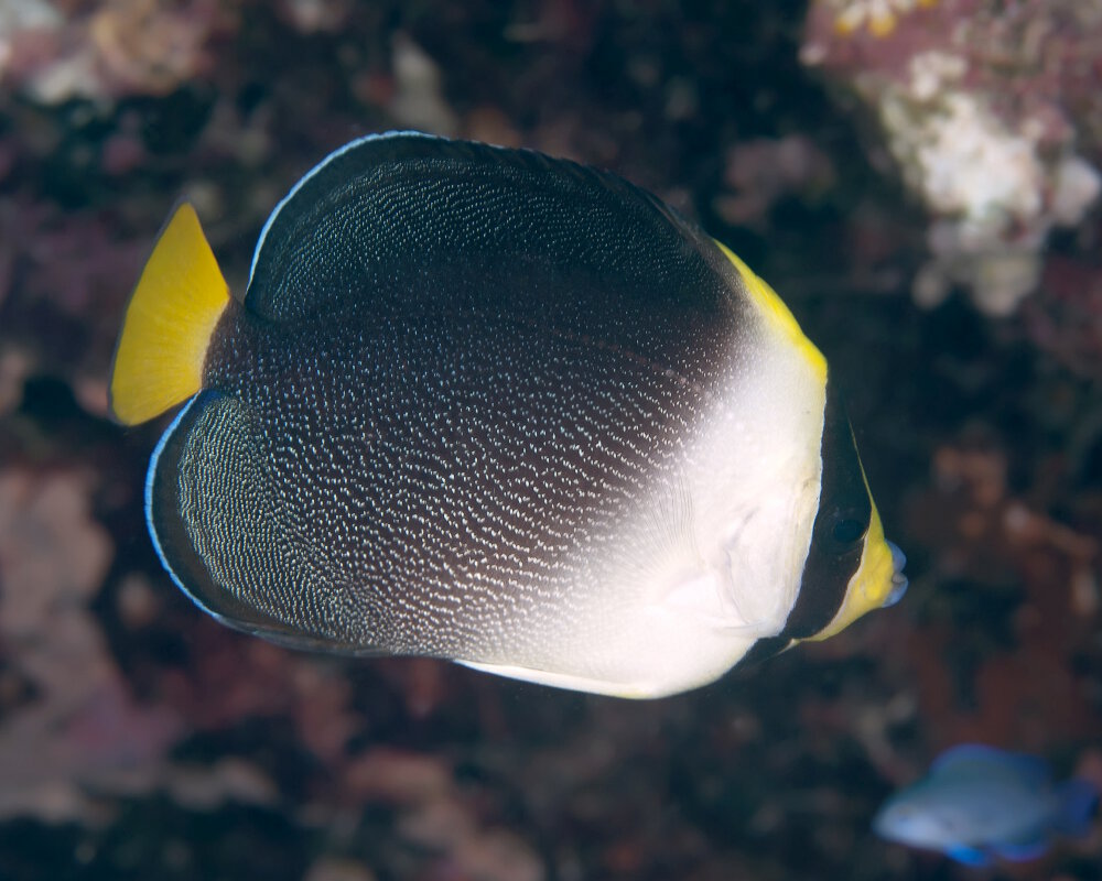 Le poisson ange vermiculé (Chaetodontoplus mesoleucus)
