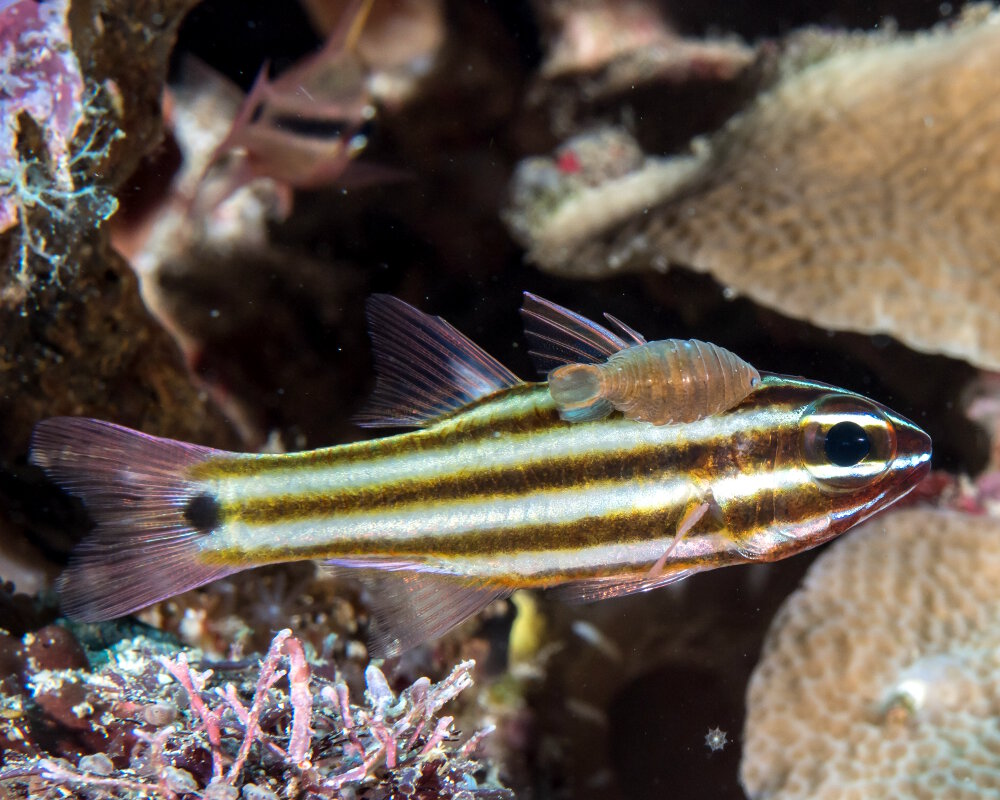 L'apogon à cinq lignes (Cheilodipterus quinquelineatus)