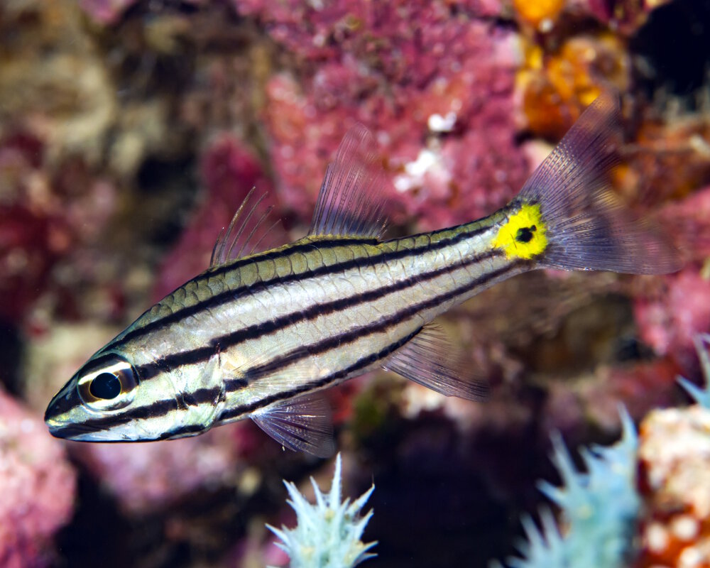 L'apogon à cinq lignes (Cheilodipterus quinquelineatus)