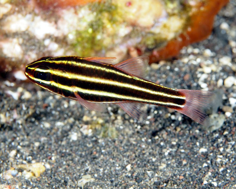 L'apogon à rayures noires (Ostorhinchus nigrofasciatus)