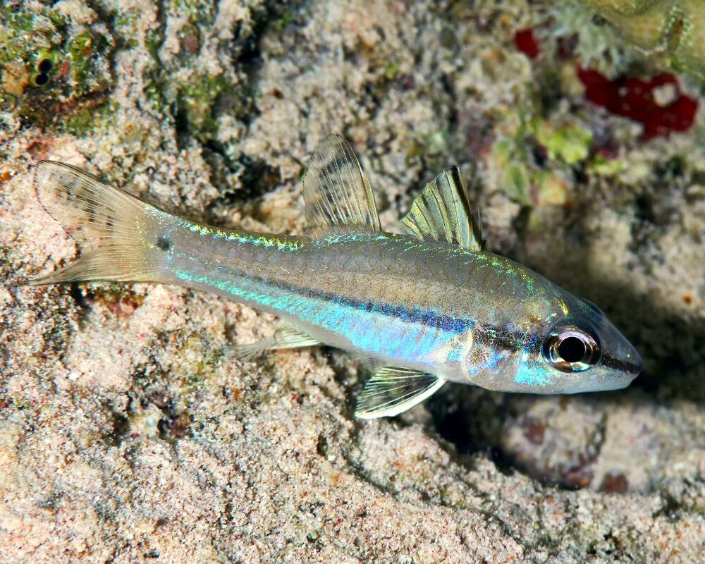 L'apogon à une ligne (Pristiapogon exostigma) L'apogon à une ligne (Pristiapogon exostigma)