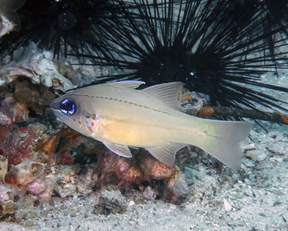 L'apogon aux branchies tachetées (Ostorhinchus chrysopomus)