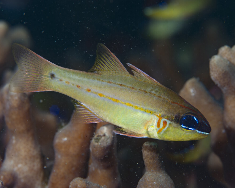 L'apogon de Seale (Ostorhinchus sealei)