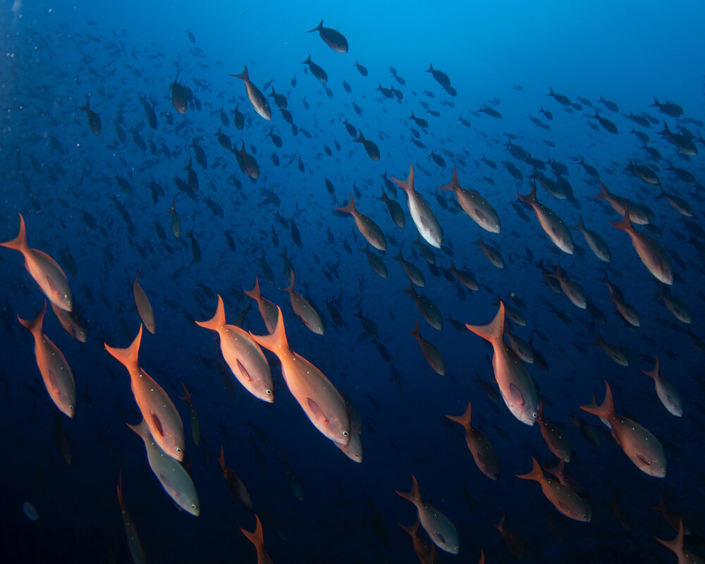 La badèche créole du Pacifique (Cephalopholis colonus)