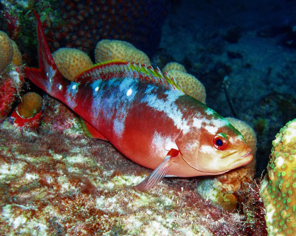 La badèche créole (Paranthias furcifer)