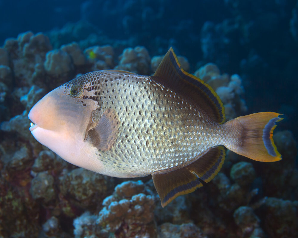 Le baliste à marges jaunes (Pseudobalistes flavimarginatus)