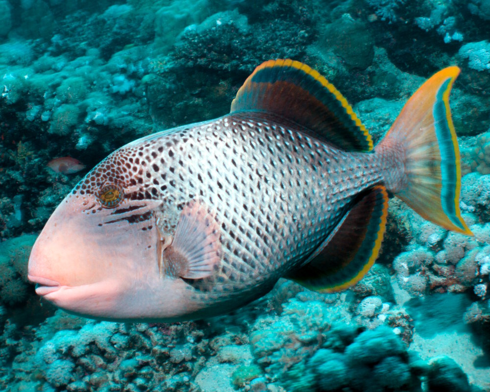 Le baliste à marges jaunes (Pseudobalistes flavimarginatus)