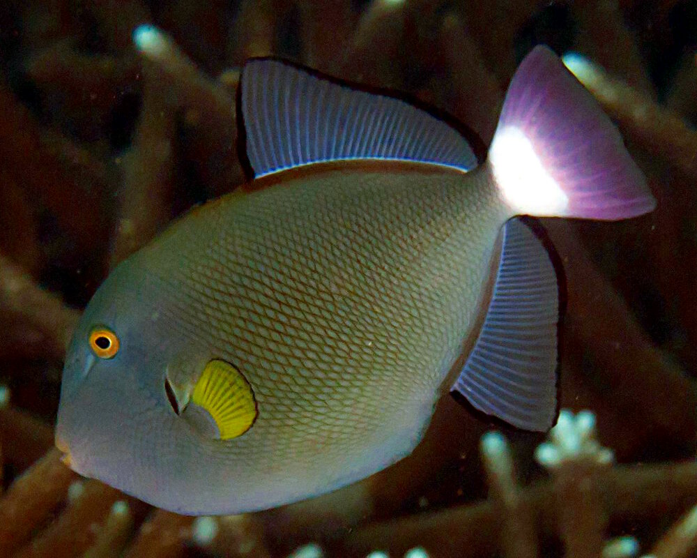 Le baliste à queue rose (Melichthys vidua)