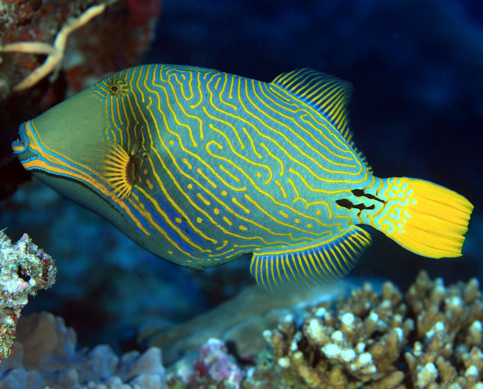 Le baliste à rayures orange (Balistapus undulatus)