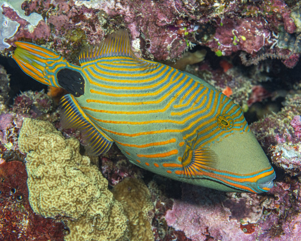 Le baliste à rayures orange (Balistapus undulatus)