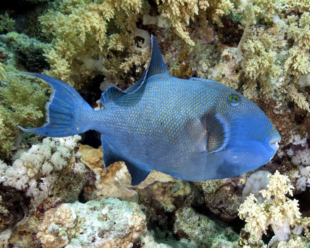 The yellow-spotted triggerfish (Pseudobalistes fuscus)