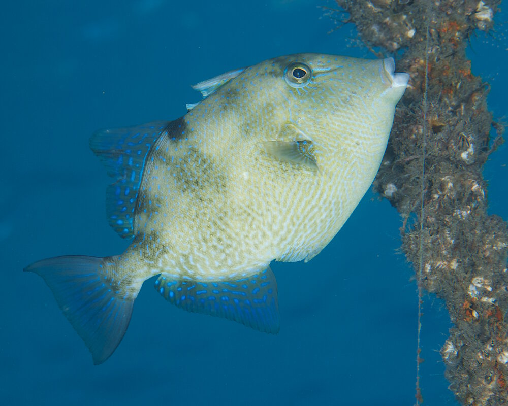 The turbot (Balistes capriscus)