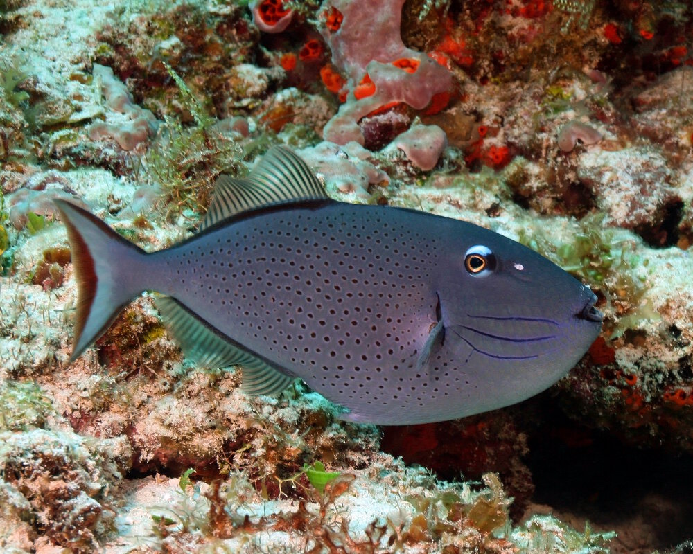 Le baliste des sargasses (Xanthichthys ringens)