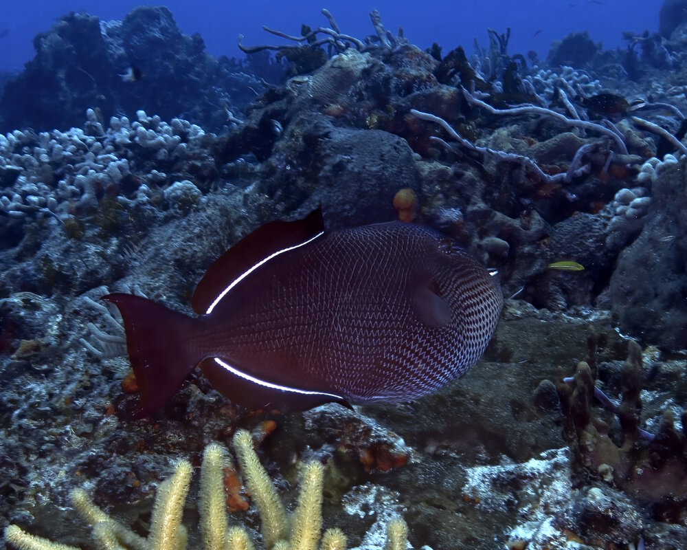 The black triggerfish (Melichthys niger)