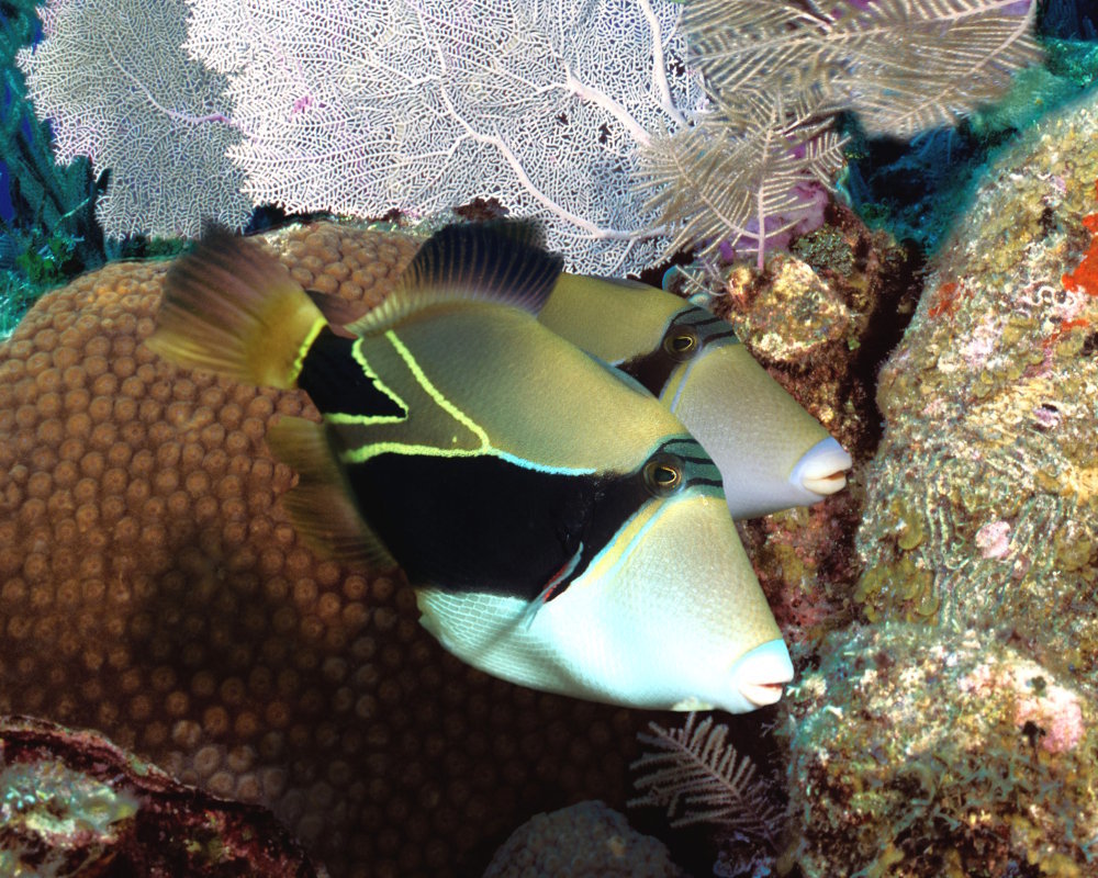 The wedgetail triggerfish (Rhinecanthus rectangulus)