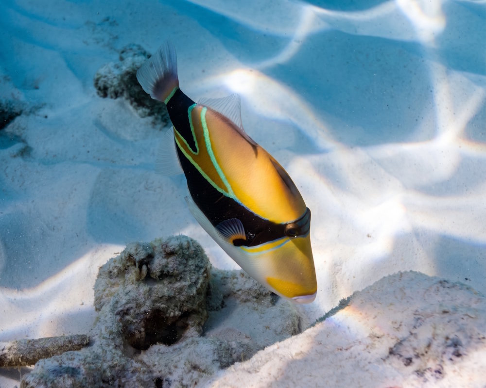 A wedgetail triggerfish (Rhinecanthus rectangulus) in the waters of Similan Islands National Park, Thailand