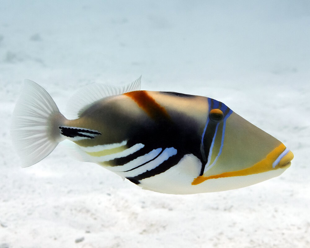 Le baliste Picasso (Rhinecanthus aculeatus) | Poissons marins | Vie marine