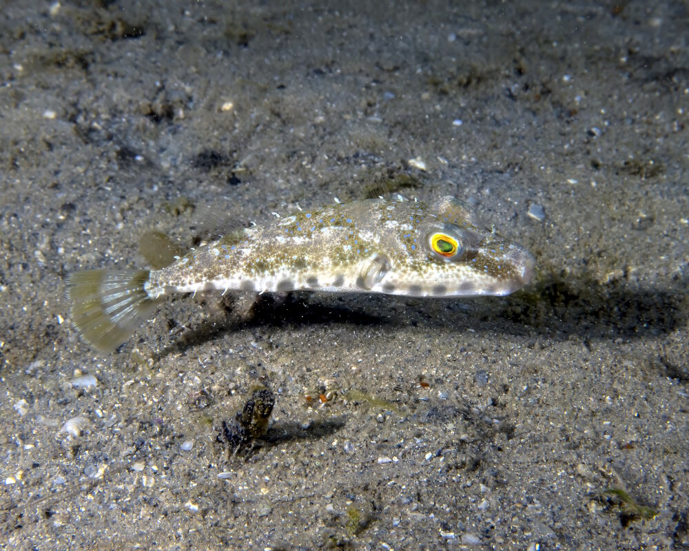 Le poisson ballon à collier (Sphoeroides spengleri)