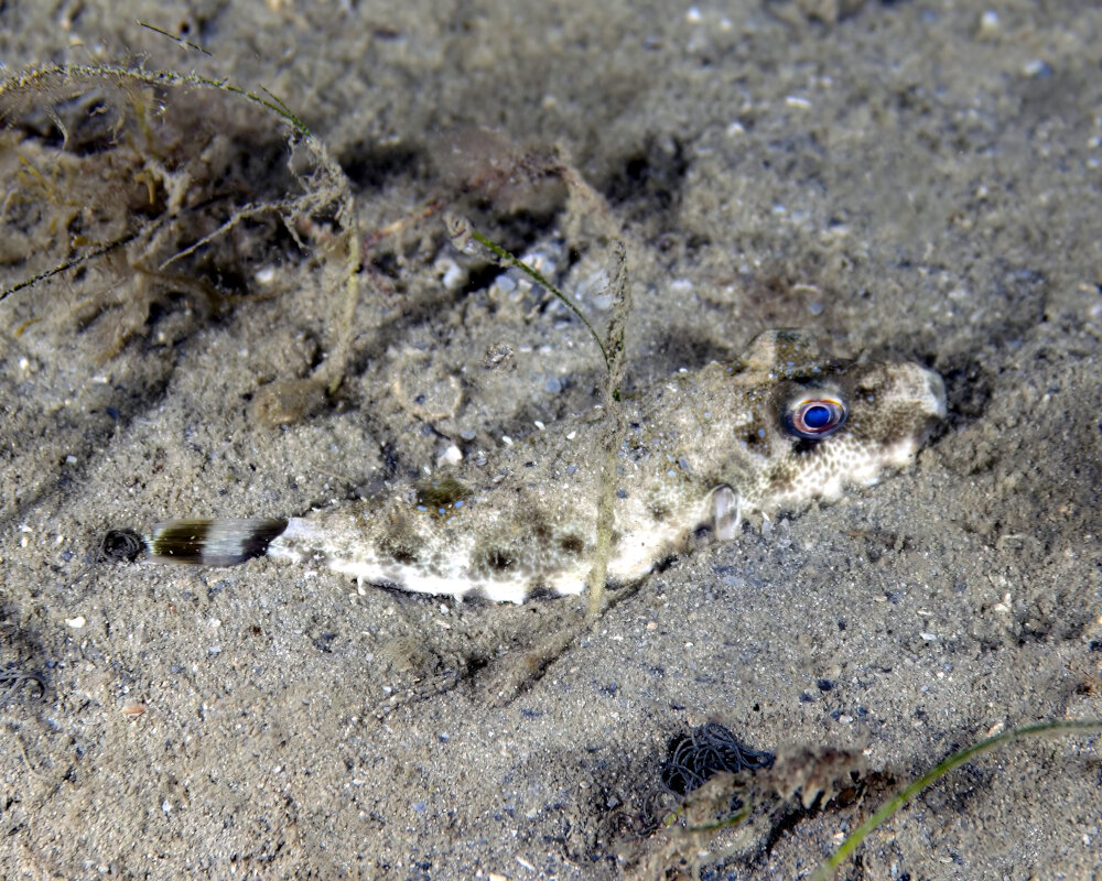 Le poisson ballon à collier (Sphoeroides spengleri)