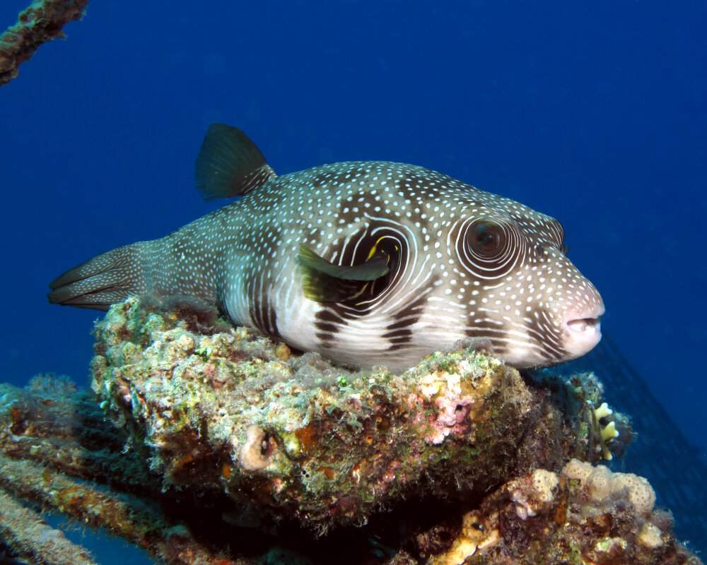 The white-spotted puffer (Arothron hispidus)
