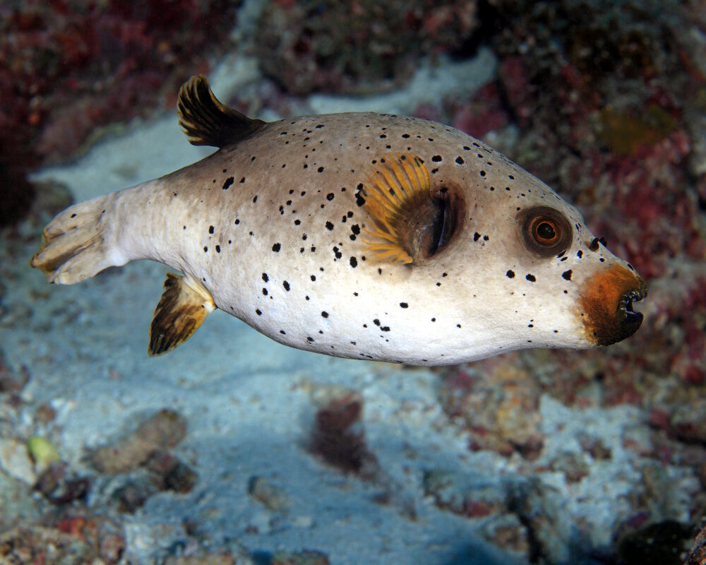Le poisson ballon à taches noires (Arothron nigropunctatus)