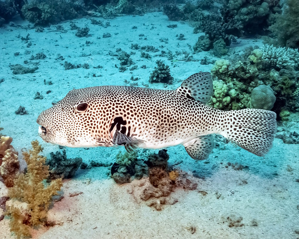 The starry pufferfish (Arothron stellatus)