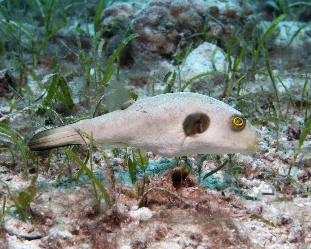 The Immaculate Pufferfish (Arothron Immaculatus) | Fish | Sealife Guide